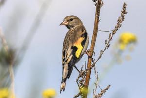 Carduelis carduelis paropanisi