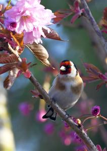 Carduelis carduelis