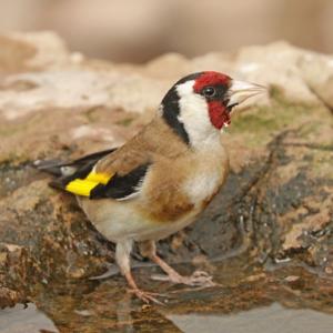 Carduelis carduelis parva
