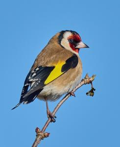 Carduelis carduelis