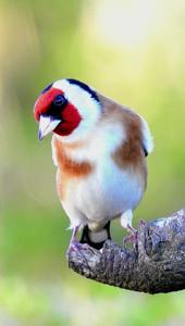 Carduelis carduelis