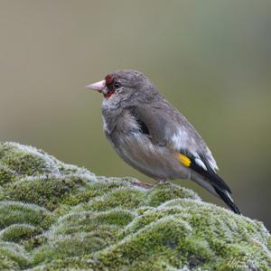 Carduelis carduelis