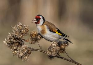 Carduelis carduelis