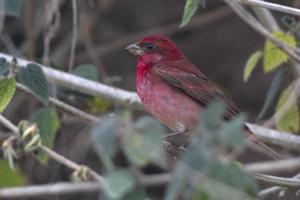 Carpodacus erythrinus