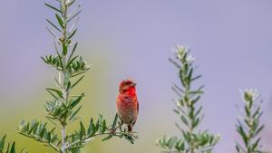 Carpodacus erythrinus ferghanensis