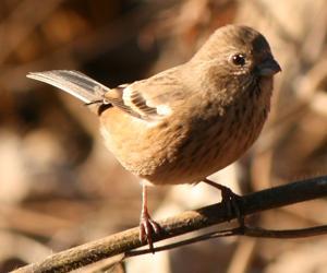 Carpodacus sibiricus