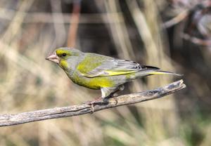 Chloris chloris turkestanica