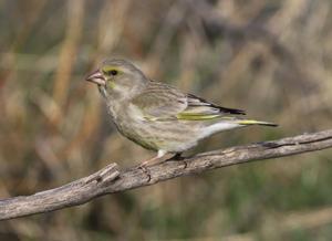 Chloris chloris turkestanica