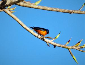 Chlorophonia elegantissima