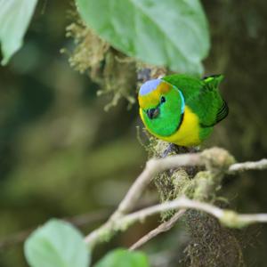 Chlorophonia callophrys