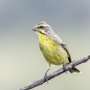 Crithagra mozambica granti