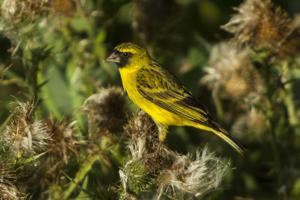 Crithagra citrinelloides