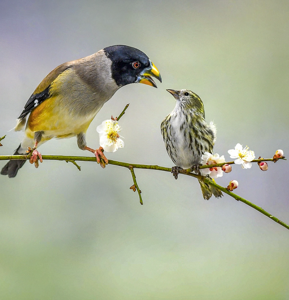 Eophona migratoria