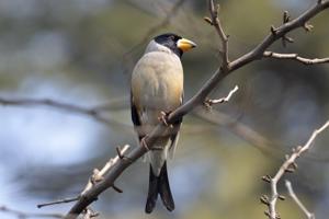 utils/thumbs/Fringillidae/Eophona_VSSK6riENVfuS67mYEGgBc.jpg