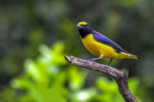 utils/thumbs/Fringillidae/Euphonia_WZwcEK6YADHJa2uNXEiKW3.jpg