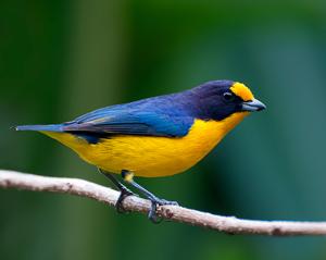 Euphonia violacea