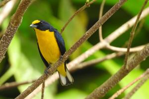 Euphonia luteicapilla