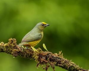 Euphonia gouldi