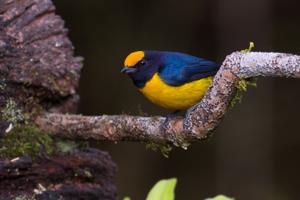 Euphonia xanthogaster