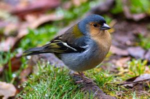 Fringilla coelebs maderensis