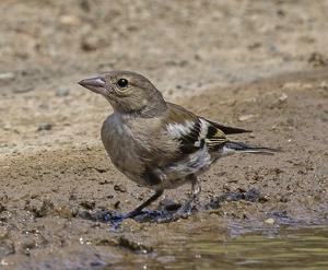 Fringilla coelebs syriaca