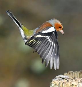 Fringilla coelebs
