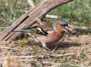 Fringilla coelebs