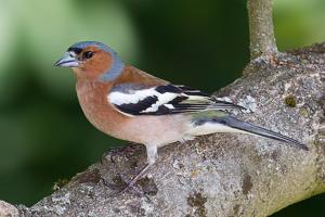 Fringilla coelebs