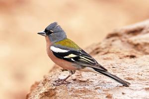 Fringilla spodiogenys