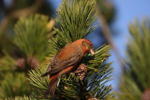 Loxia pytyopsittacus