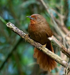 Phacellodomus ferrugineigula