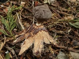 Geastrum coronatum