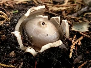 Geastrum coronatum