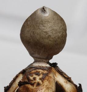 Geastrum quadrifidum