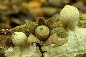 utils/thumbs/Geastraceae/Geastrum_aMiWCm5n5D95b9tUs3aKvD.jpg