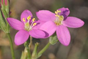 Centaurium littorale
