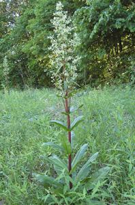 Frasera caroliniensis
