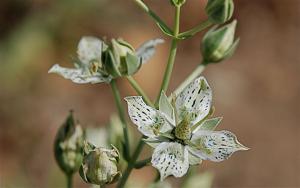 utils/thumbs/Gentianaceae/Frasera_Qwe8krpcg75ERkh4z4yUHK.jpg