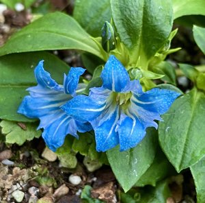Gentiana melandriifolia