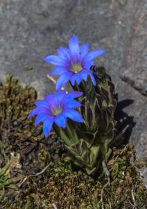 Gentiana karelinii