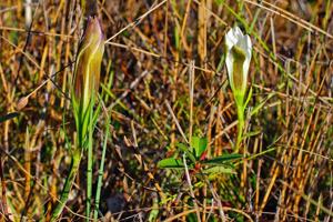 Gentiana pennelliana