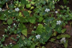 Phyllocyclus petelotii