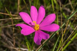 Sabatia gentianoides