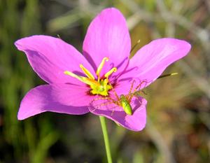 Sabatia grandiflora