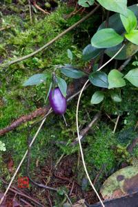 utils/thumbs/Gentianaceae/Tripterospermum_4jbfJJrSZPFQj3dTDUQQ82.jpg