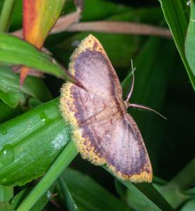 Chrysocraspeda comptaria