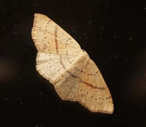 Cyclophora punctaria