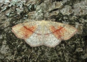 Cyclophora punctaria