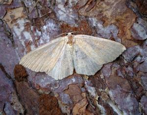 Cyclophora ruficiliaria