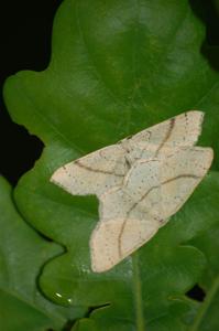 Cyclophora punctaria